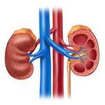 Nephrology or Kidney Specialist