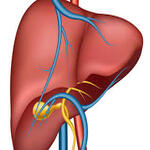 Liver or Hepatology Specialist